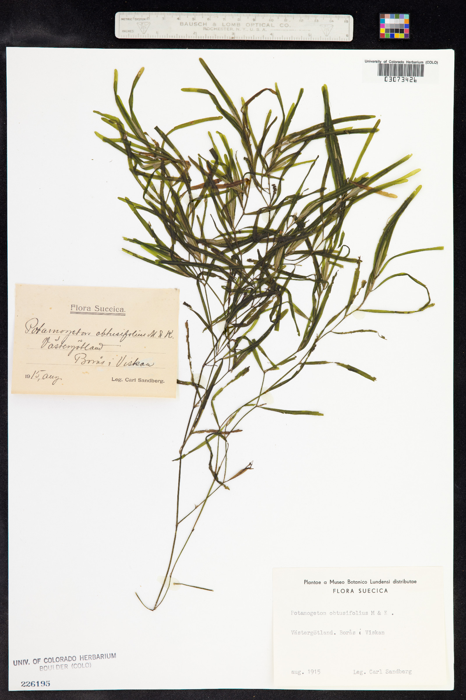 Potamogeton obtusifolius image