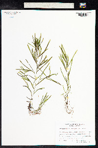 Potamogeton obtusifolius image