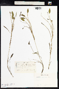 Potamogeton polygonifolius image