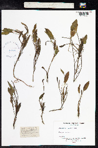 Potamogeton polygonifolius image