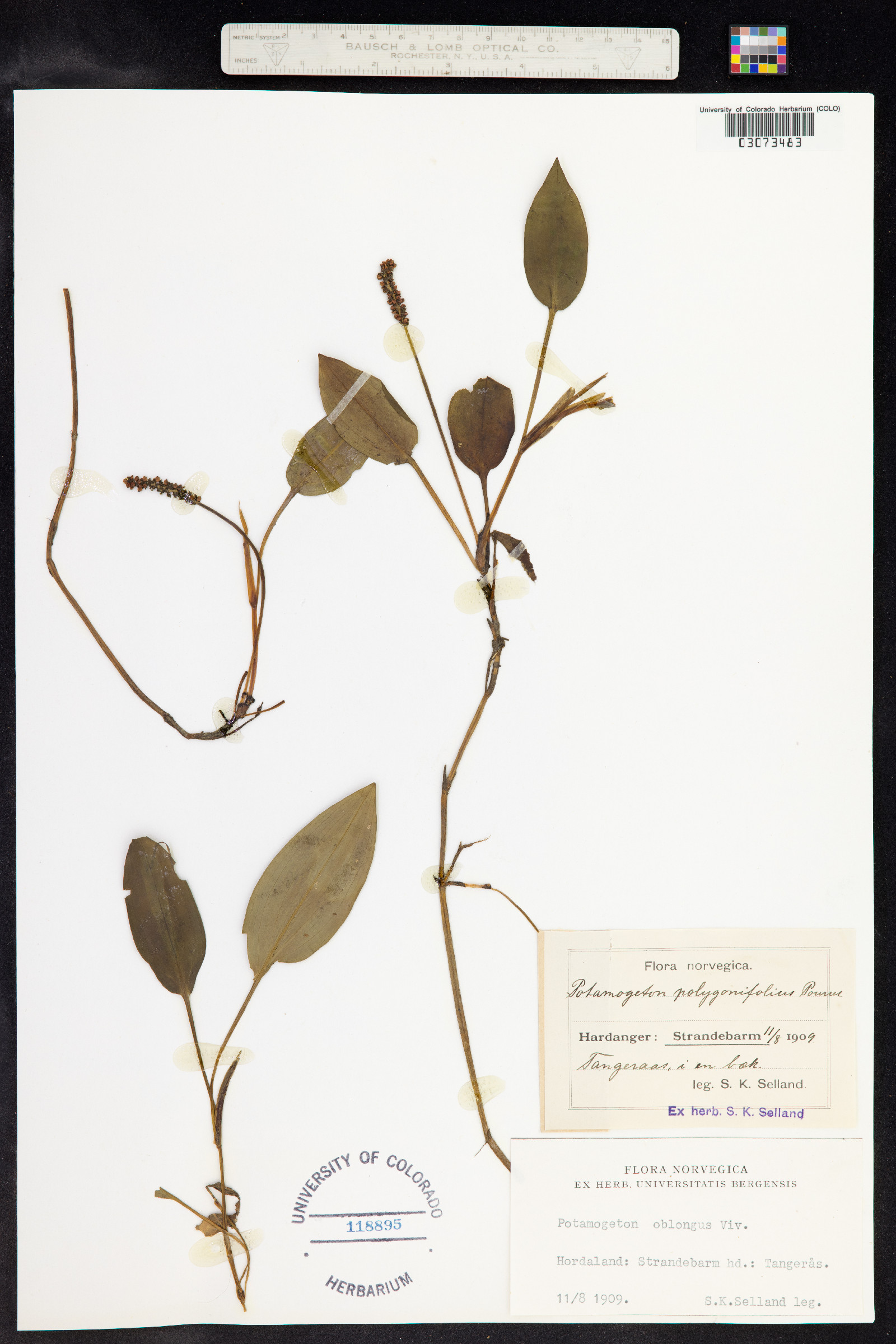 Potamogeton polygonifolius image