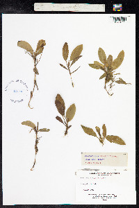 Potamogeton polygonifolius image
