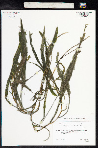 Potamogeton nodosus image