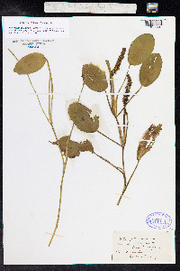 Potamogeton natans image