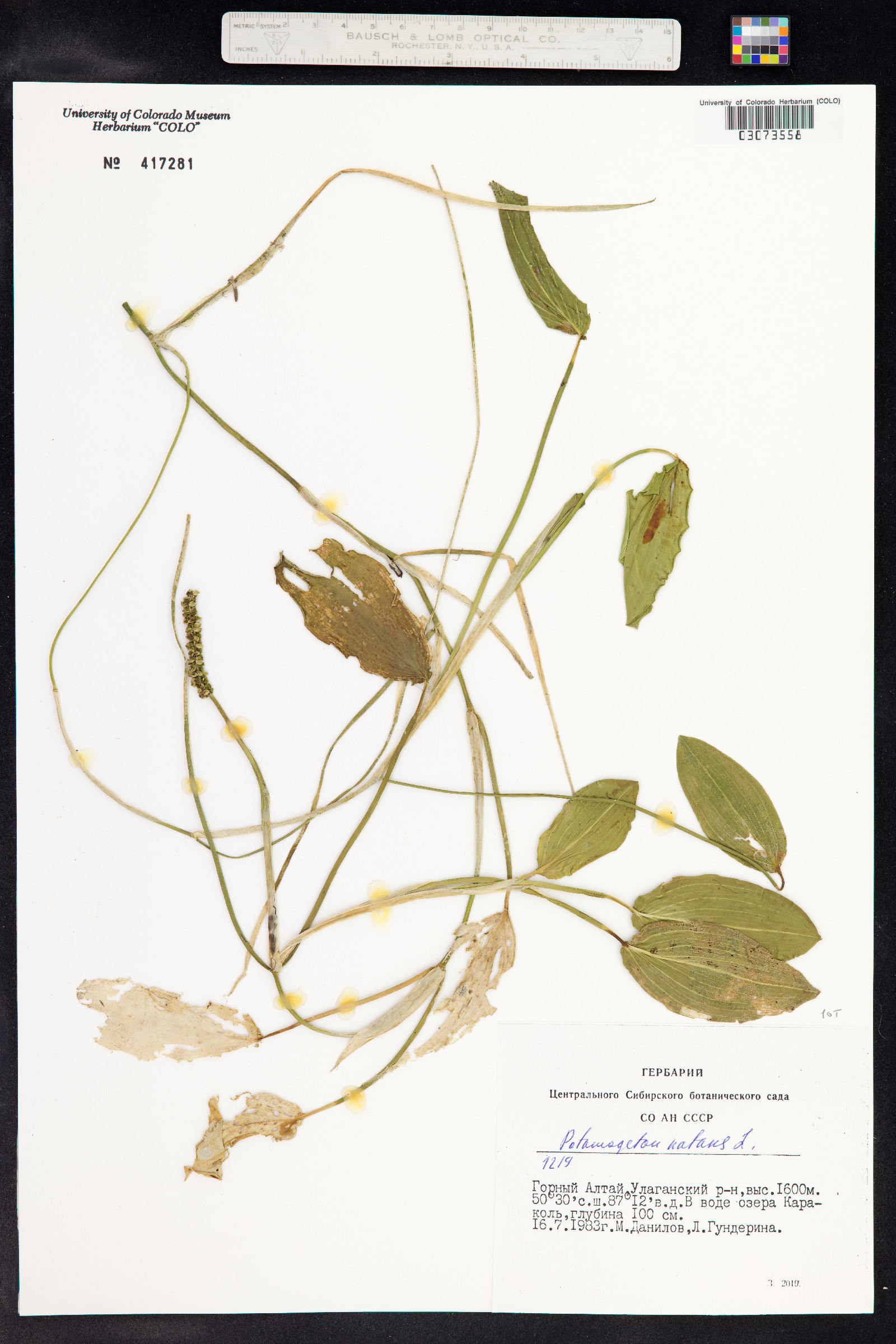 Potamogeton natans image