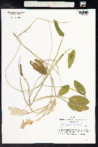 Potamogeton natans image