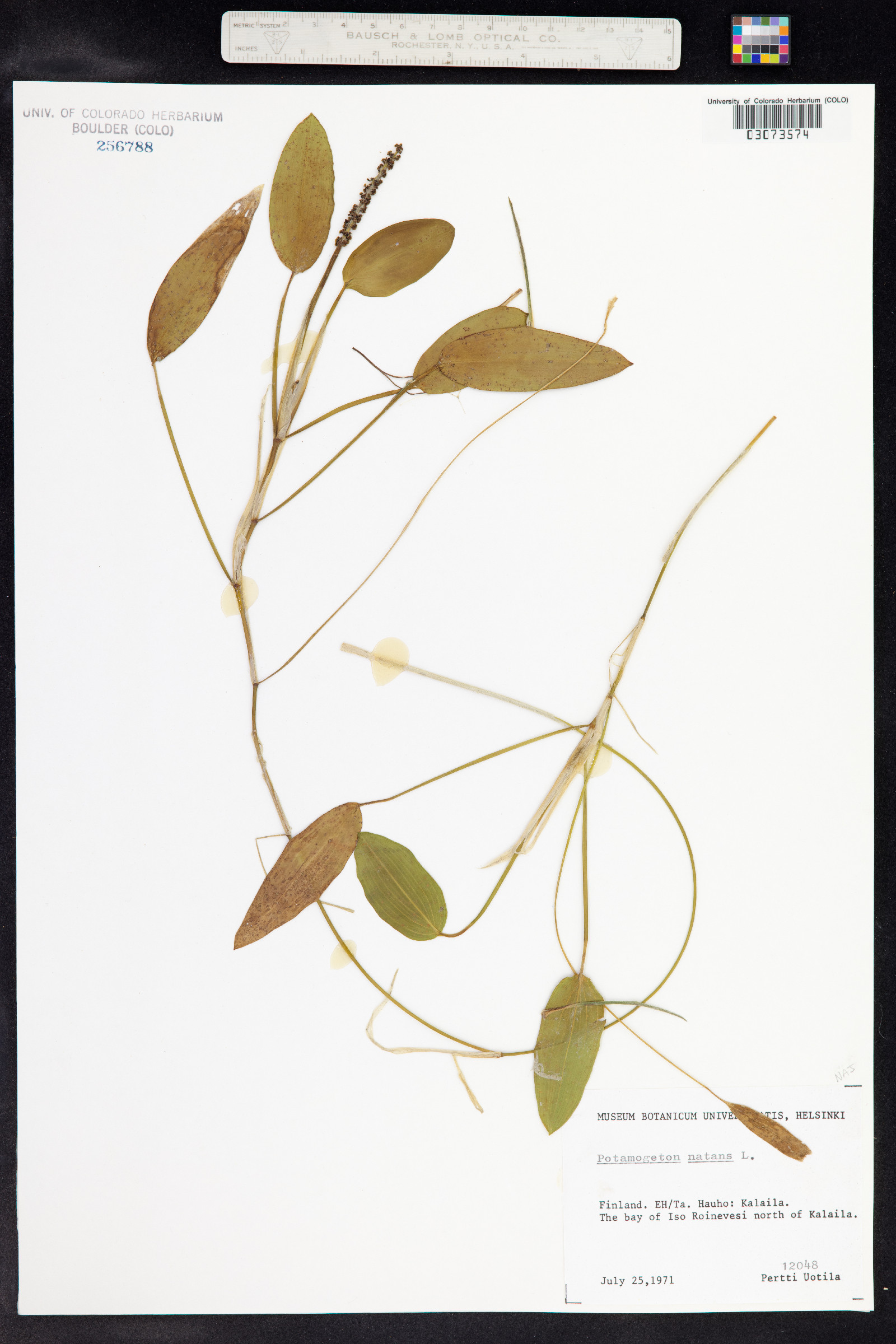 Potamogeton natans image