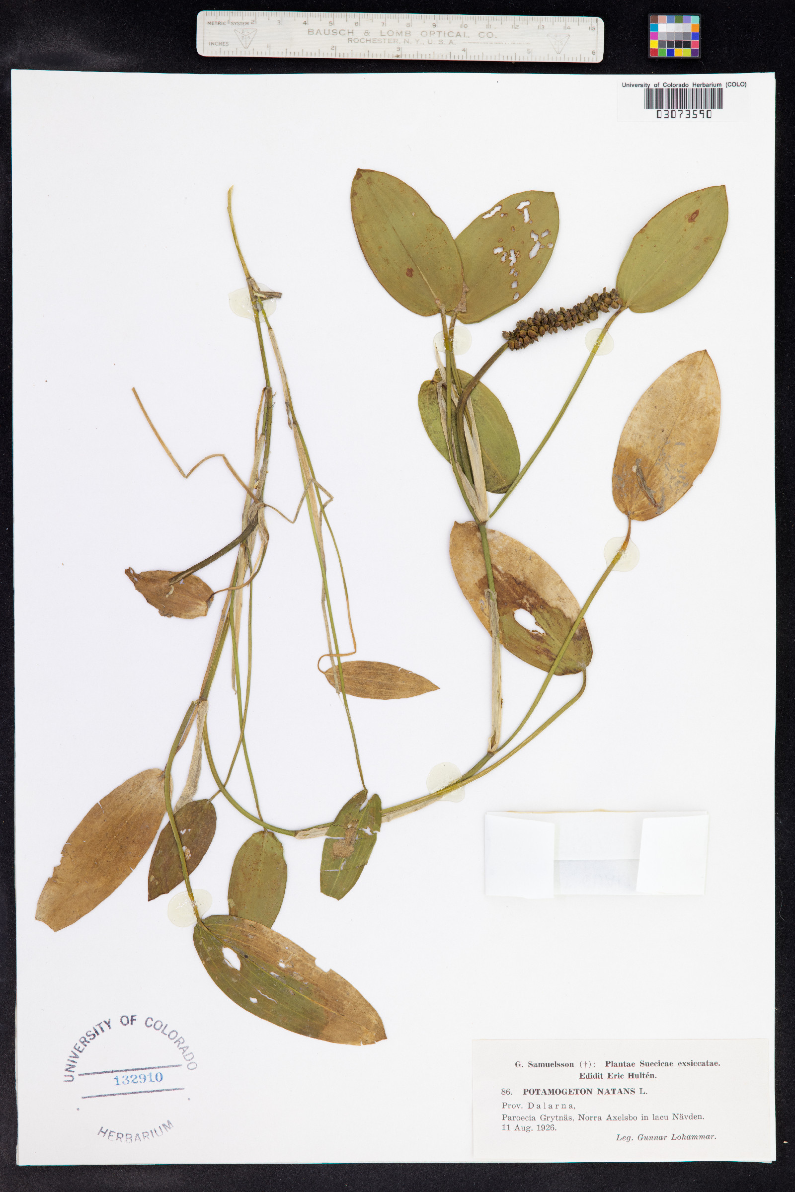 Potamogeton natans image