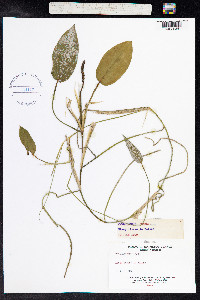 Potamogeton natans image