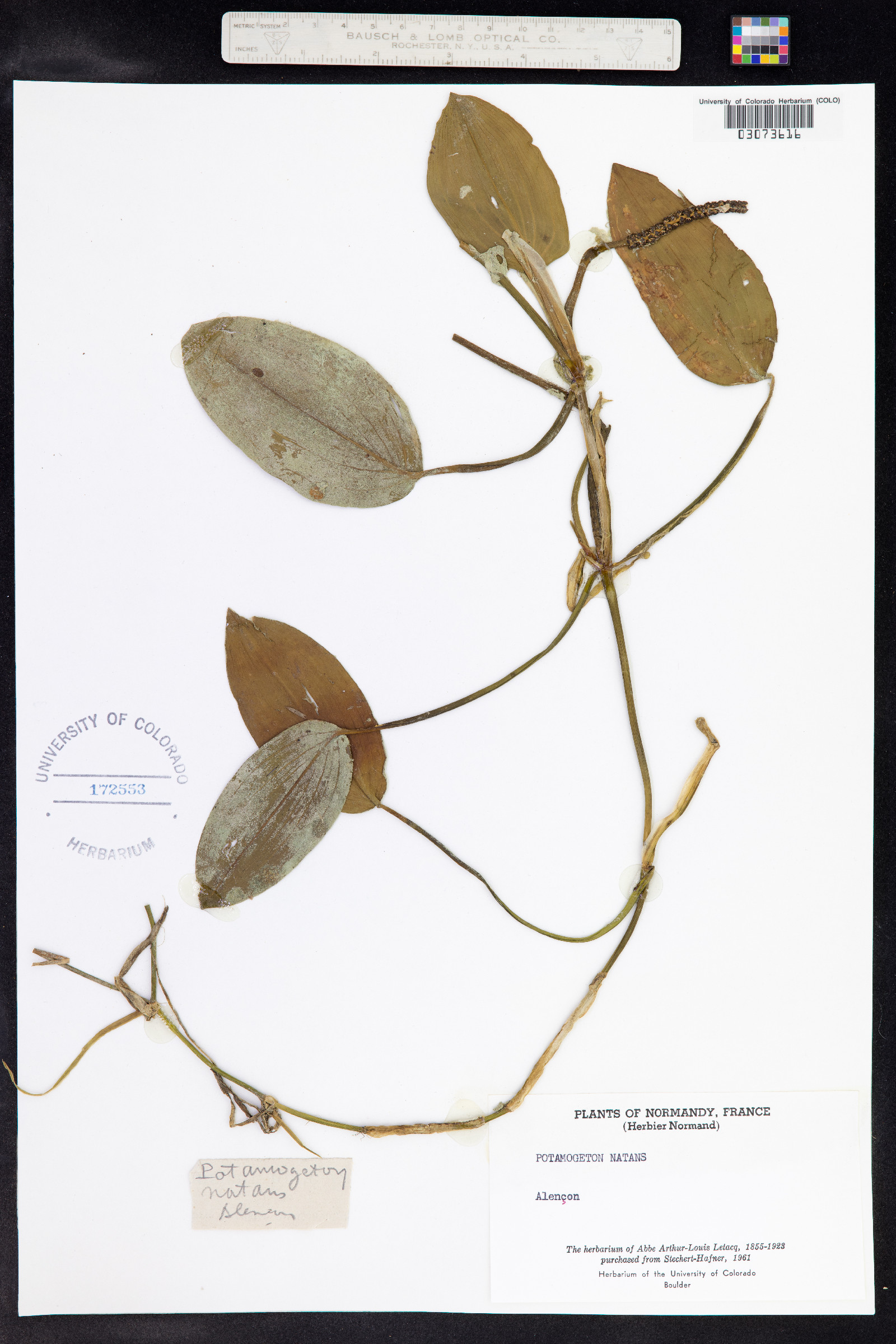 Potamogeton natans image