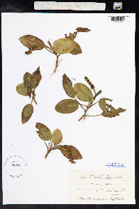 Potamogeton natans image