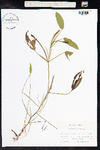 Potamogeton natans image