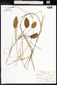 Potamogeton natans image