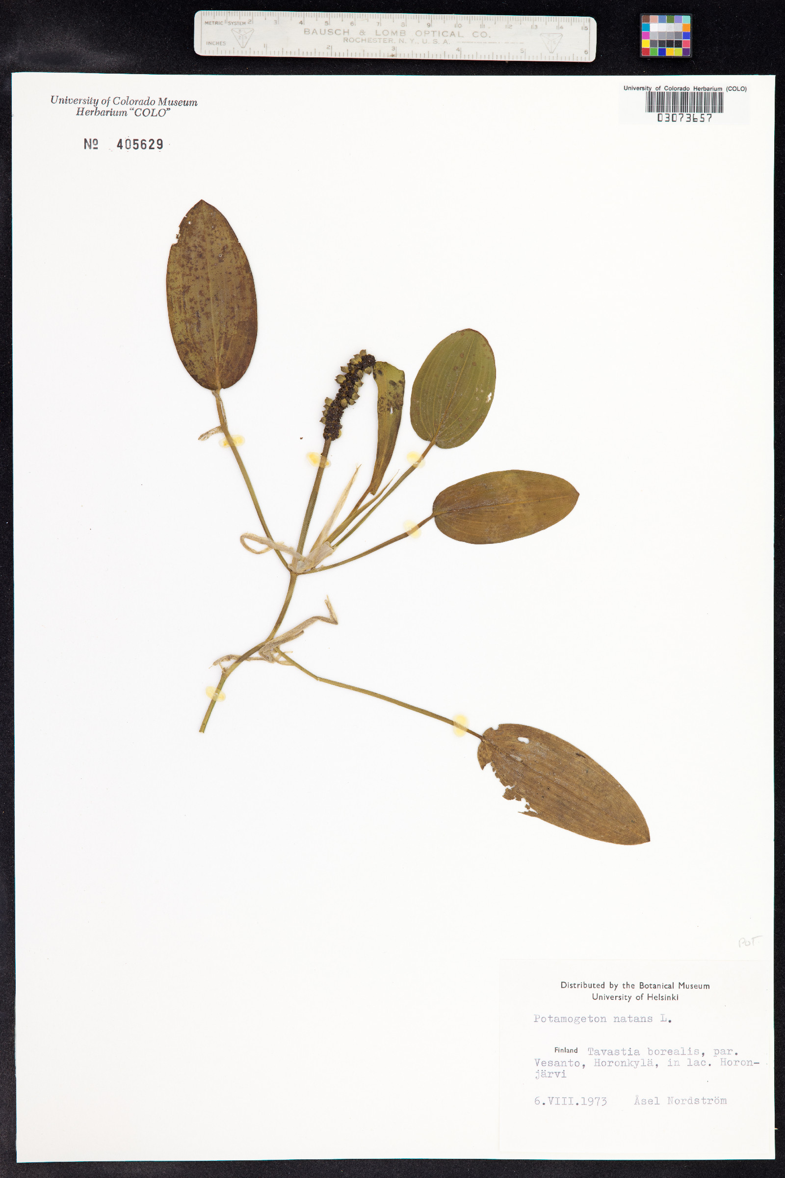 Potamogeton natans image