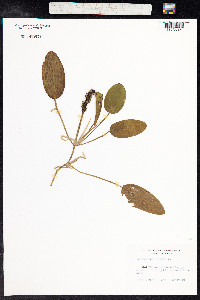 Potamogeton natans image