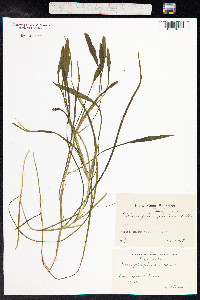 Potamogeton natans image
