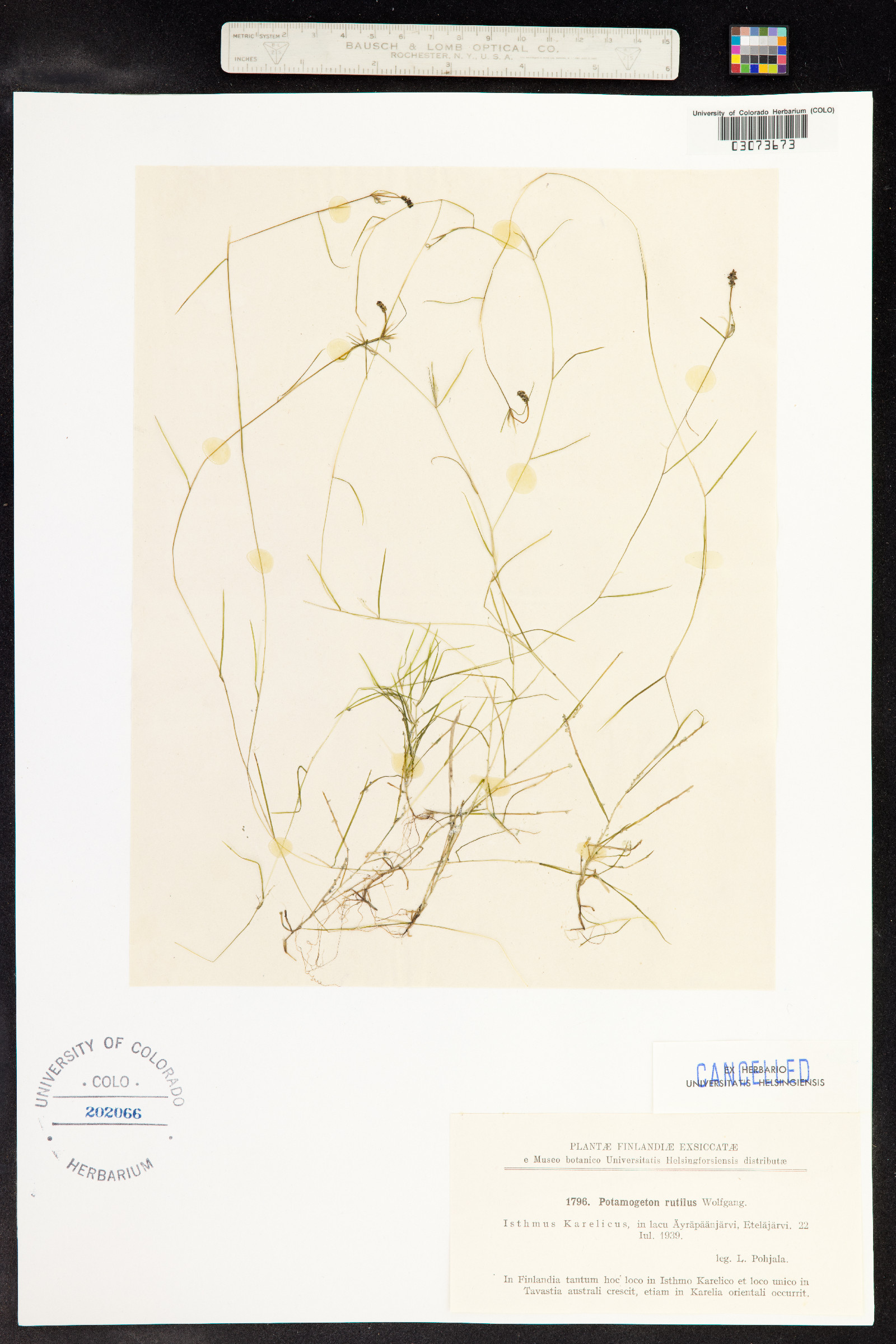 Potamogeton strictifolius image