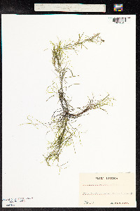 Potamogeton strictifolius image