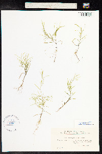 Potamogeton strictifolius image