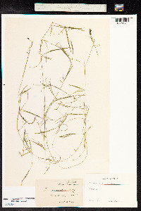 Potamogeton strictifolius image