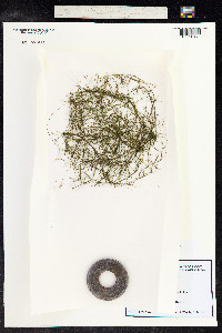 Potamogeton pusillus image