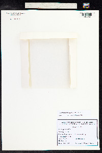 Potamogeton pusillus image