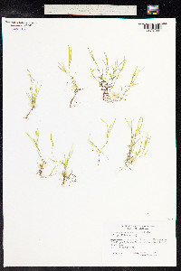 Potamogeton pusillus image