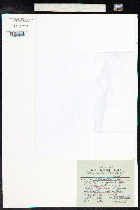 Potamogeton pusillus image