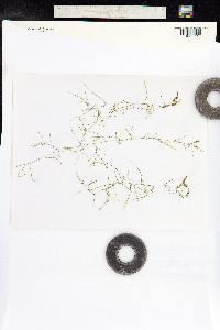Potamogeton pusillus image