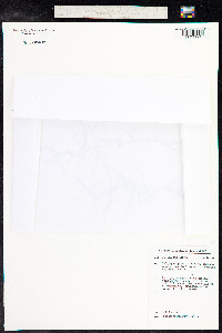 Potamogeton pusillus image