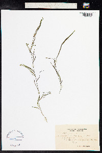 Potamogeton pusillus image