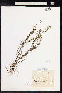 Potamogeton pusillus image