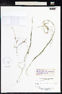 Potamogeton pusillus image