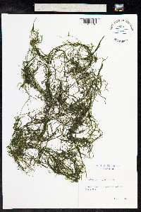 Potamogeton pusillus image