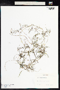 Potamogeton pusillus image