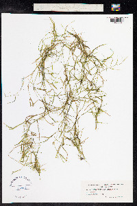Potamogeton pusillus image