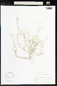 Potamogeton pusillus image