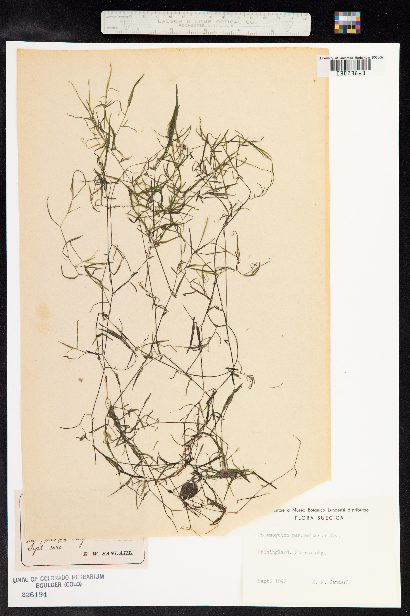 Potamogeton pusillus image