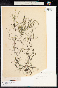 Potamogeton pusillus image