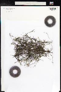 Potamogeton pusillus image