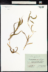 Potamogeton praelongus image