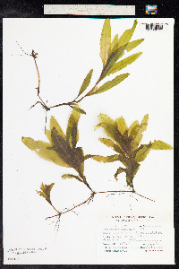 Potamogeton praelongus image