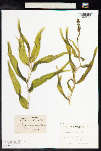 Potamogeton praelongus image