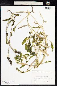 Potamogeton praelongus image