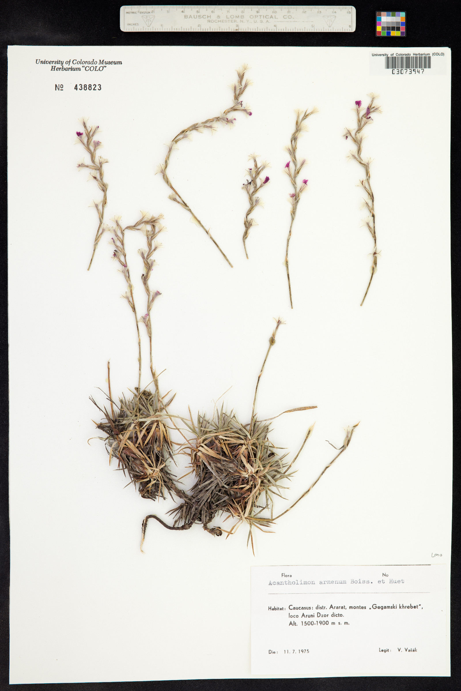 Acantholimon image