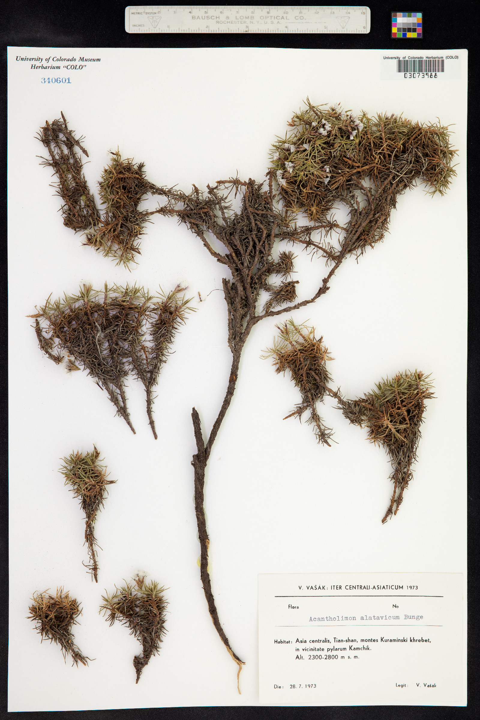 Acantholimon alatavicum image