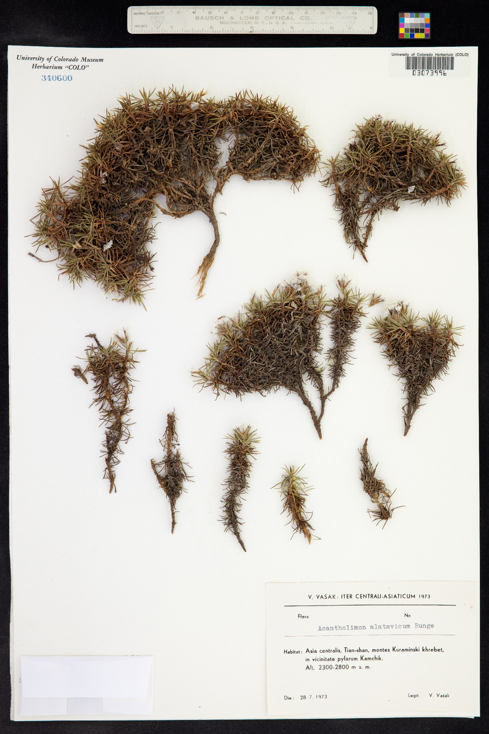 Acantholimon alatavicum image