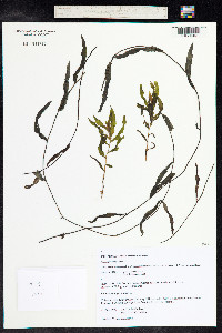 Potamogeton perfoliatus image