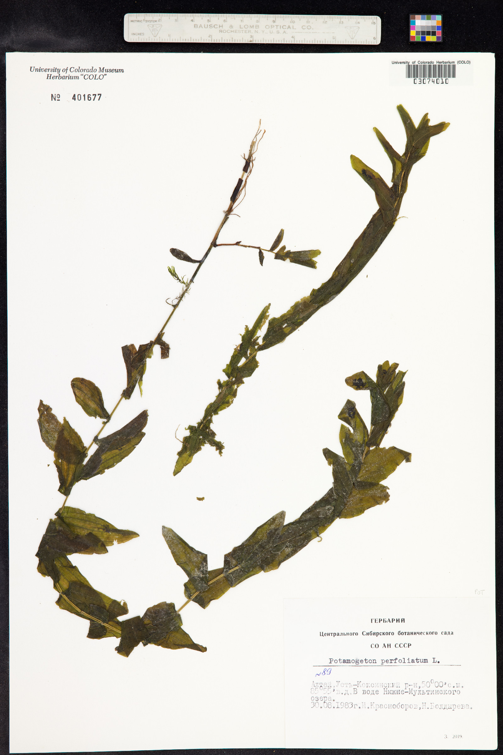 Potamogeton perfoliatus image