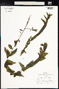 Potamogeton perfoliatus image